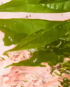 清新香氛插图