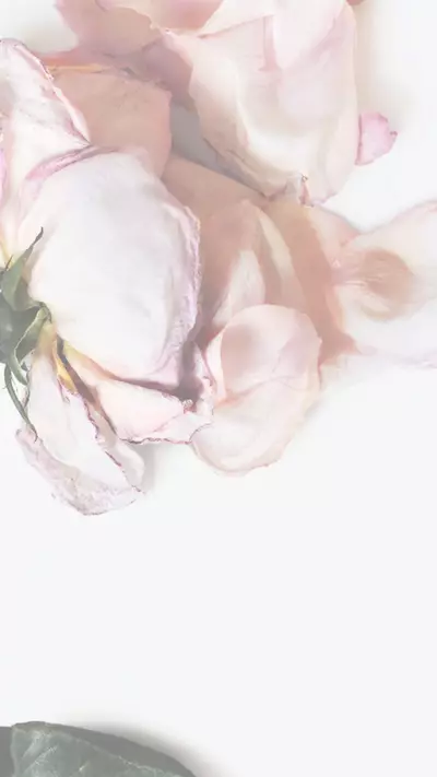 玫瑰横幅图片