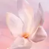 alt 用于成分的第一张图片