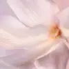 alt 用于成分的第一张图片