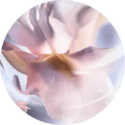 IRIS PALLIDA 简体中文