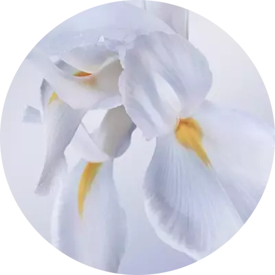 鸢尾混凝土