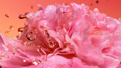 粉红色花瓣，配以水滴。
