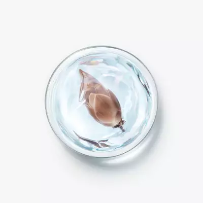 红木籽与山毛榉芽提取物
