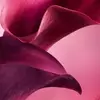 如天鹅绒般柔软的紫罗兰叶绝对色