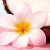 莫诺伊花香调