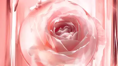 玫瑰花瓣精华