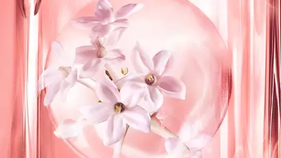 茉莉花绝对超级输注