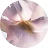 高贵的帕利达混凝土