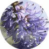 玫瑰花瓣精华